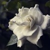 Sympathy Flower Web Shutterstock