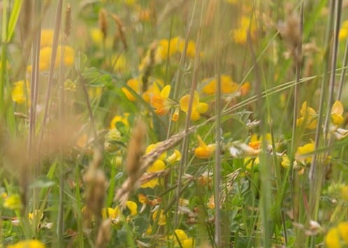 Burlish Top Meadow 1web