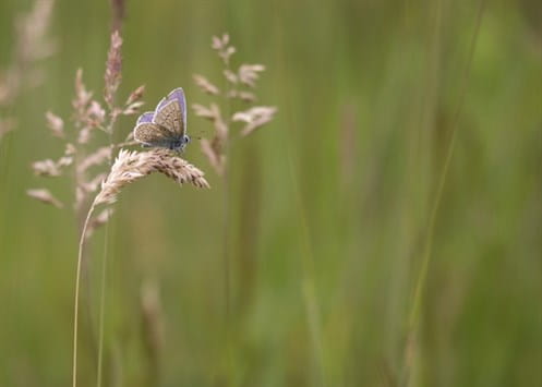 Burlish Top Meadow 3web